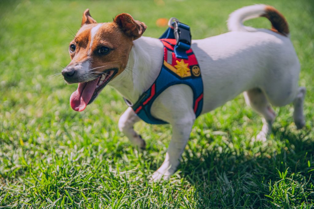 Jack Russel in back clip harness