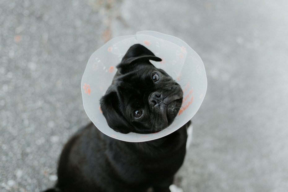 Dog with cone