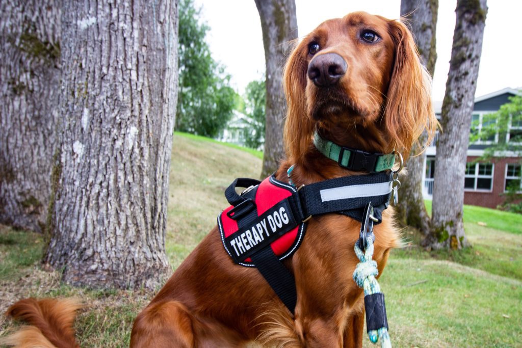 Spaniel In dog harness