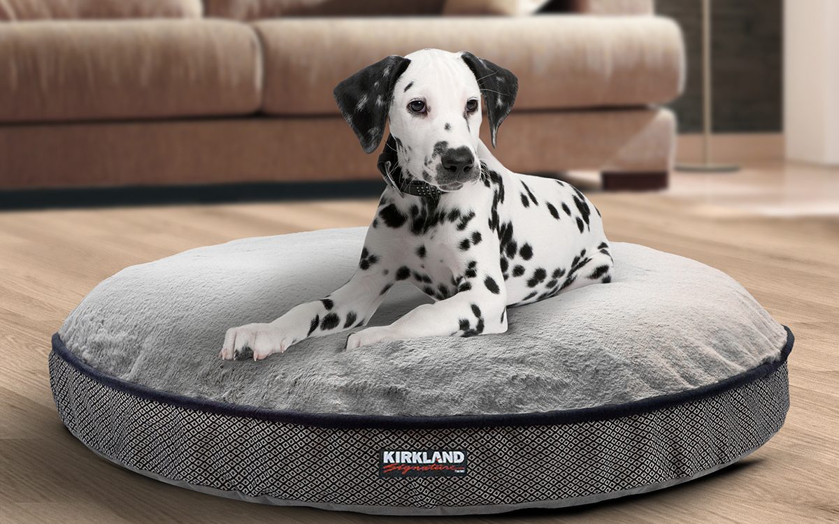 Dalmatian on round dog bed