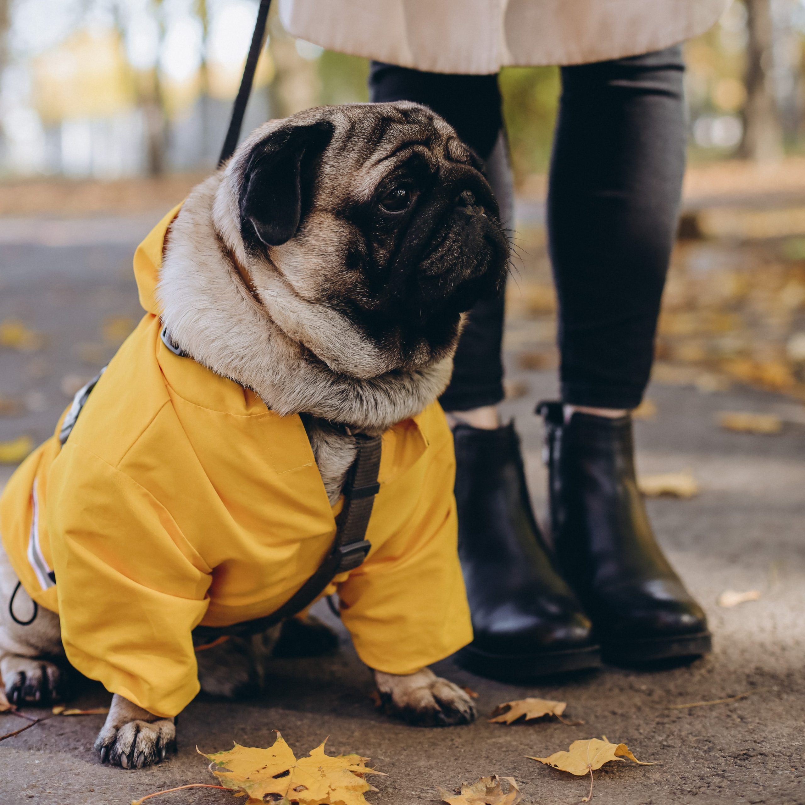 Pug wearing yellow dog coat