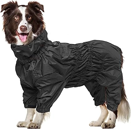 large dog in a black coat with legs