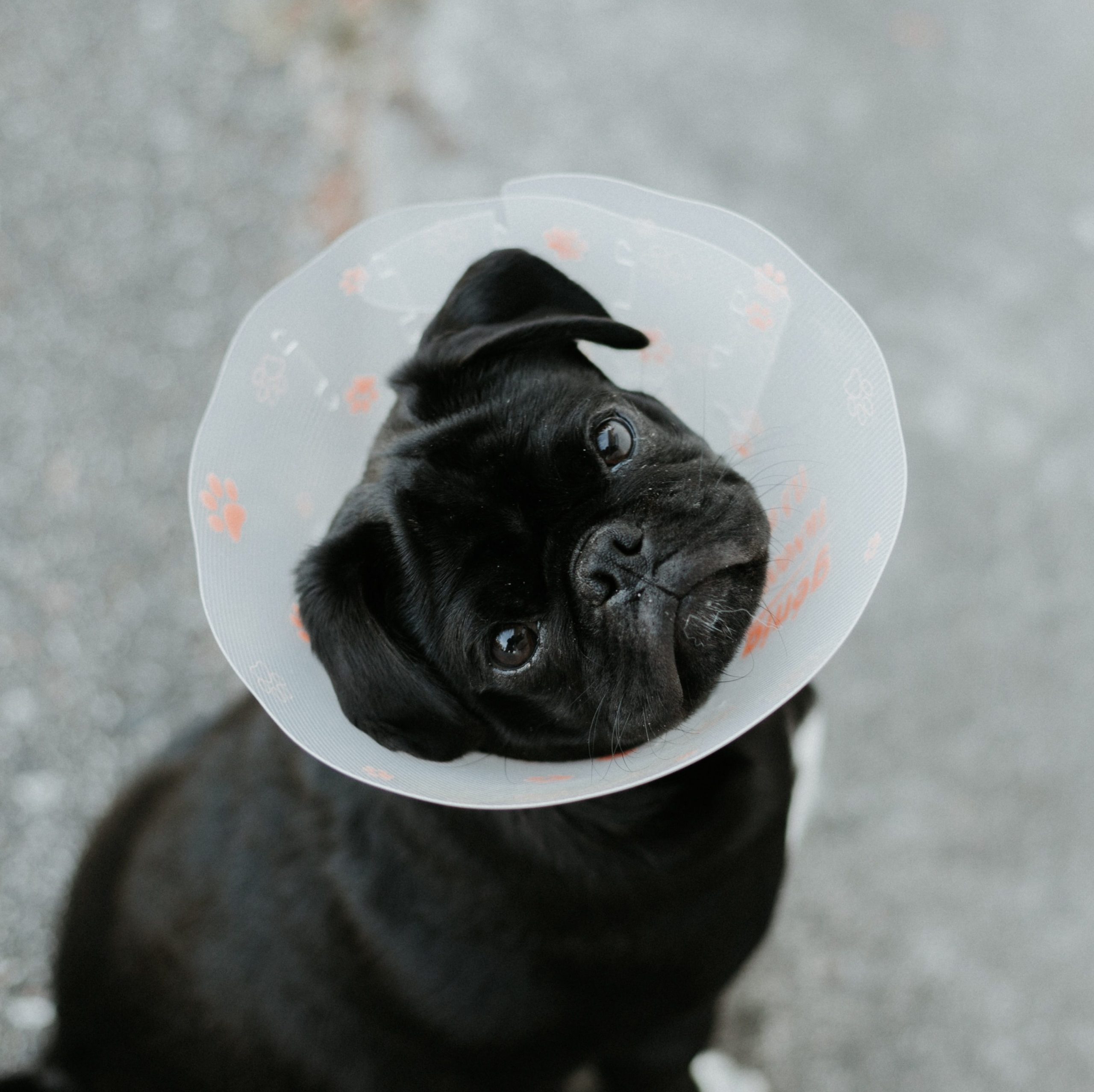 Dog with cone