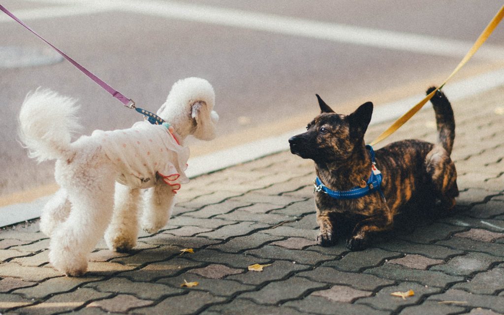 Dogs socialising on a walk