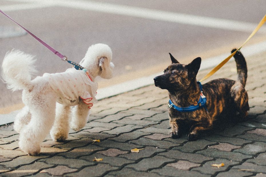 Dogs socialising on a walk