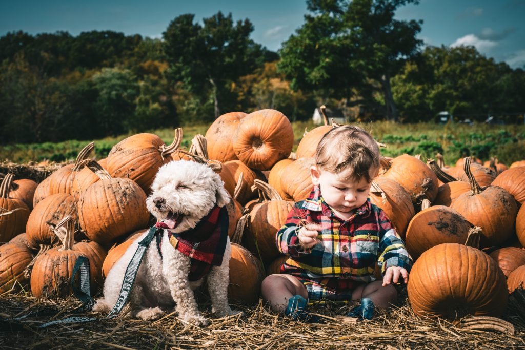 Dog Sitting in pumpkin patch