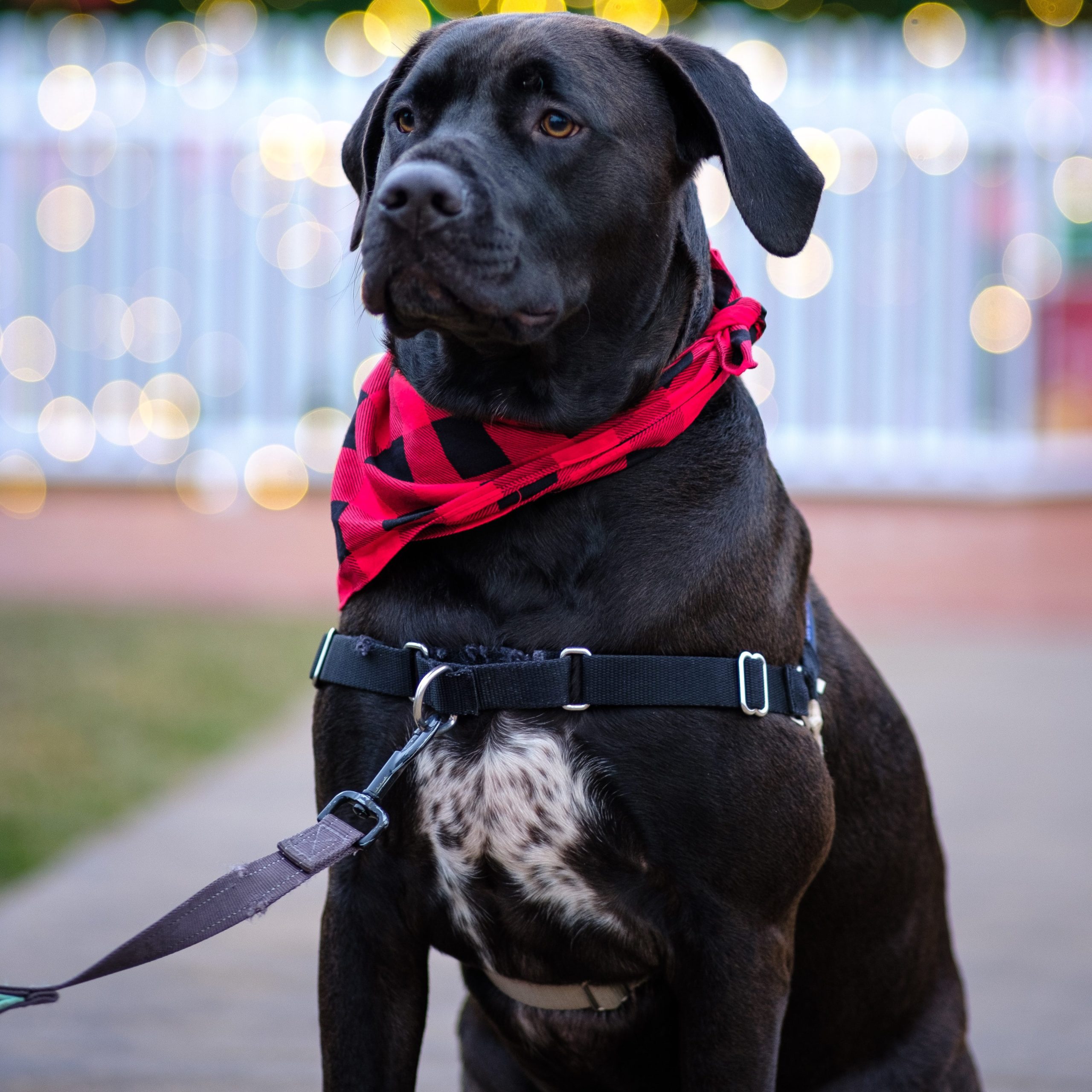 Black Lab in front clip harness