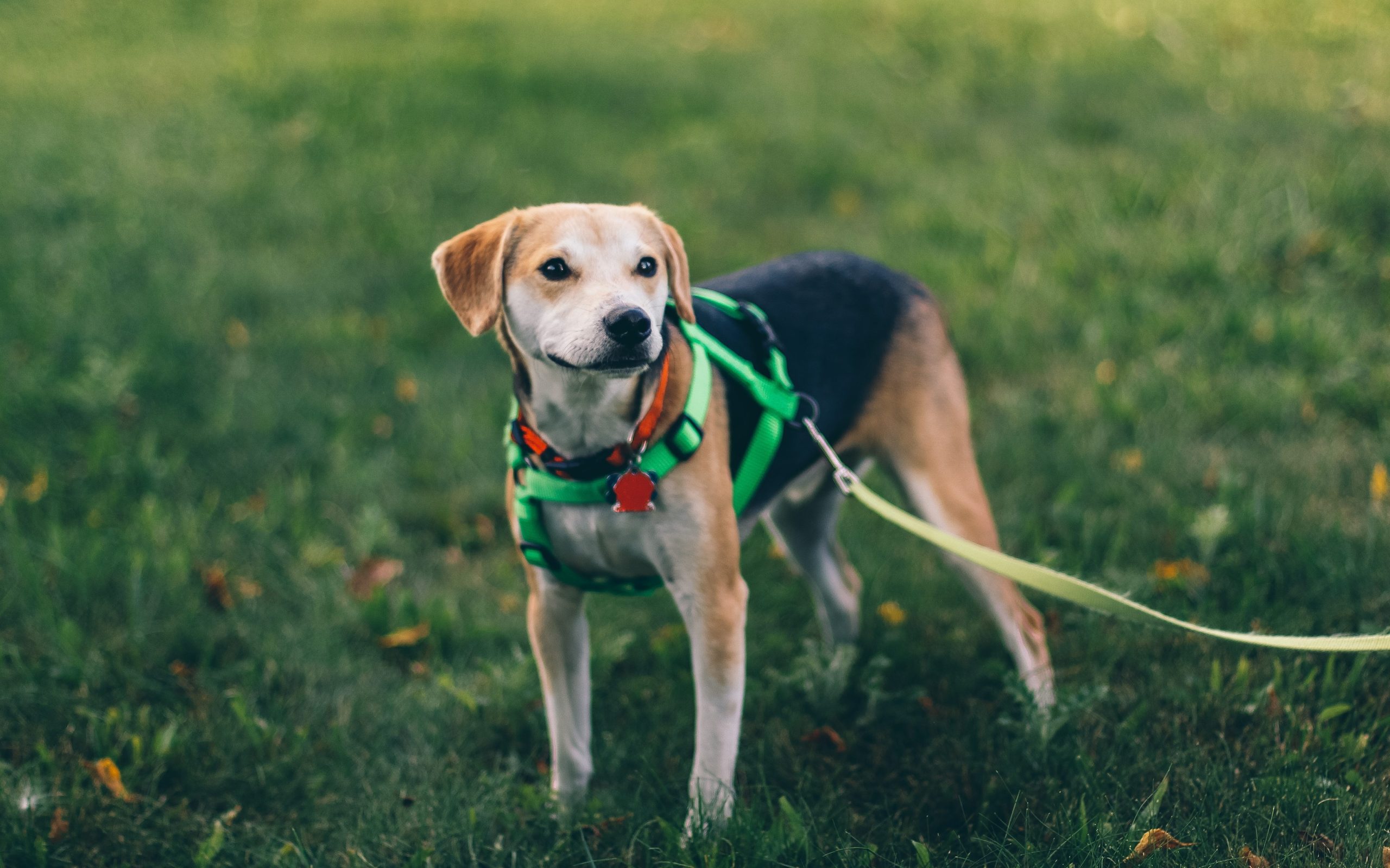 Beagle with green lead