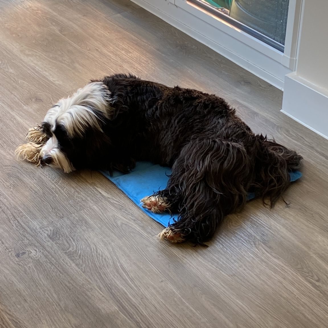 dog on cool mat
