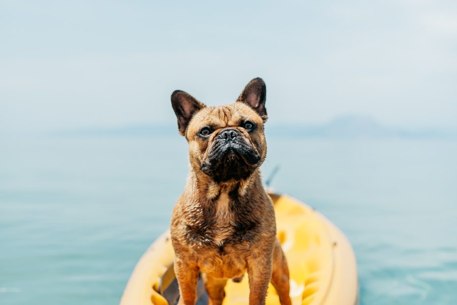 dog on kayak